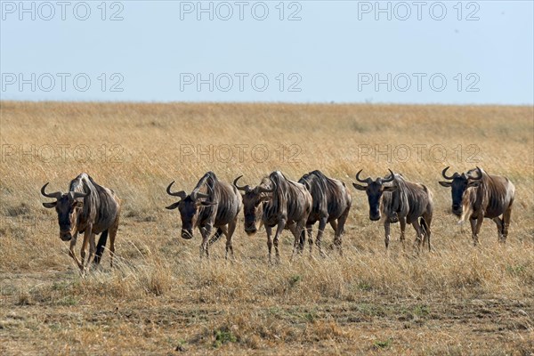 Blue Wildebeest migration (Connochaetes taurinus)