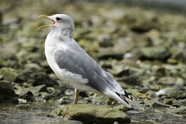 Common Gull (Larus canus) standing in water