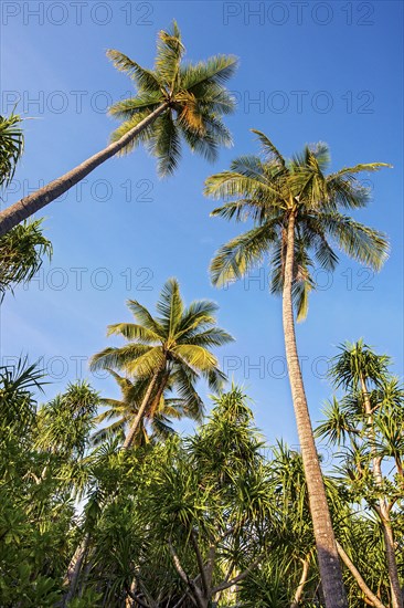 Coconut Palms (Cocos nucifera) and Screwpines (Pandanus tectorius)