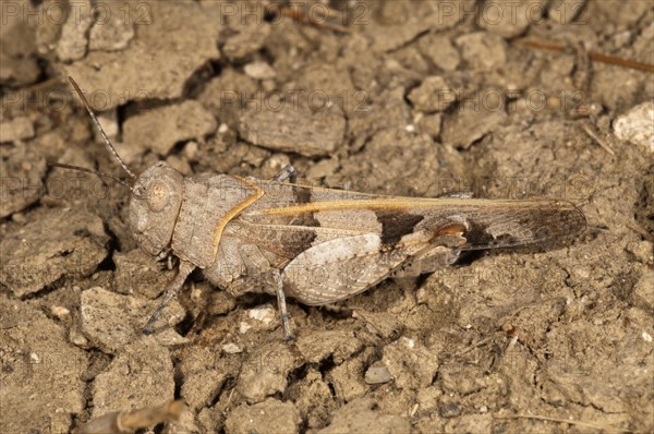 Slender Blue-winged Grasshopper (Sphingonotus caerulans)