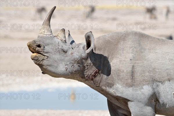 Black Rhinoceros (Diceros bicornis)