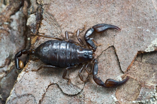 Alpenskorpion (Euscorpius germanus)