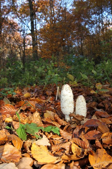 Shaggy Ink Caps (Coprimus comatus) in autumnally coloured forest