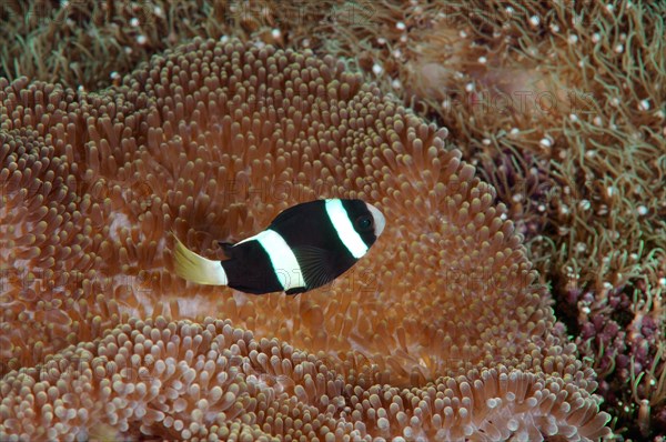 Sebae clownfish (Amphiprion sebae)