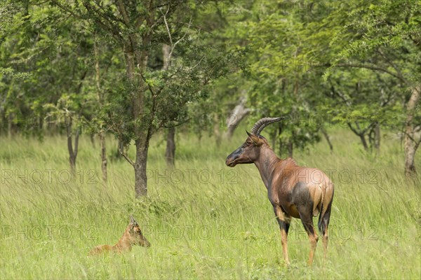 Topi (Damaliscus lunatus)