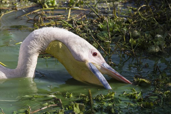 Great White Pelican (Pelecanus onocrotalus) fishing