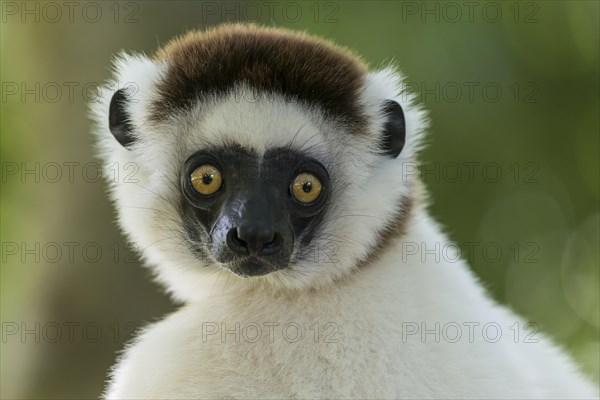 Verreaux's Sifaka (Propithecus verreauxi)