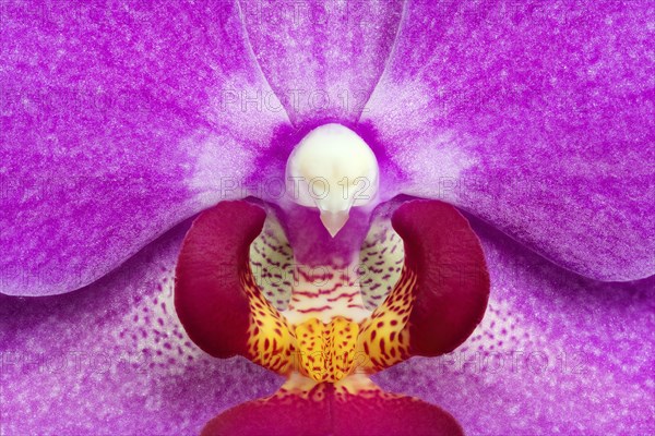 Moth Orchid (Phalaenopsis cultivar) blossom
