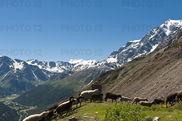 Flock of sheep moving past a wayside cross