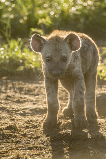 Spotted Hyena (Crocuta crocuta)