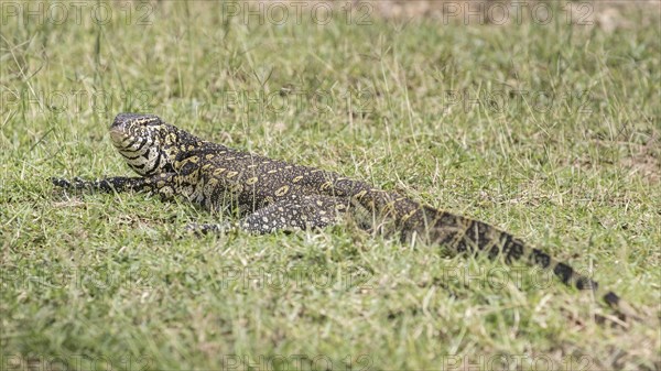 Nile Monitor (Varanus niloticus)