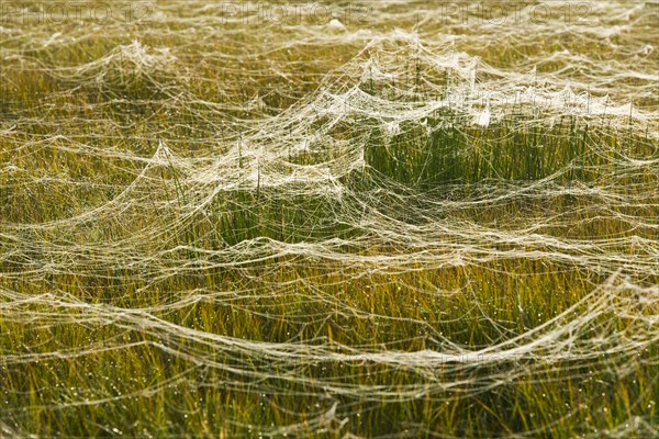 Cobwebs on a meadow