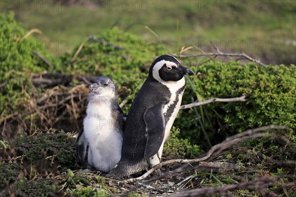 Jackass Penguins or African Penguins (Spheniscus demersus)