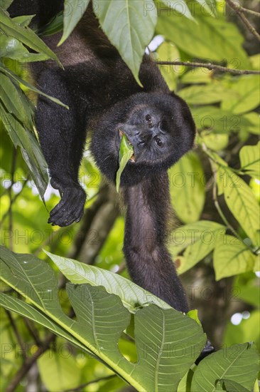 Mantled Howler Monkey (Alouatta palliata)