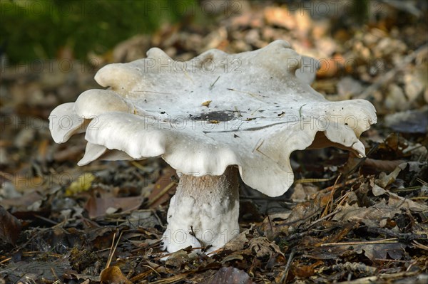 Clouded agaric (Lepista nebularis)