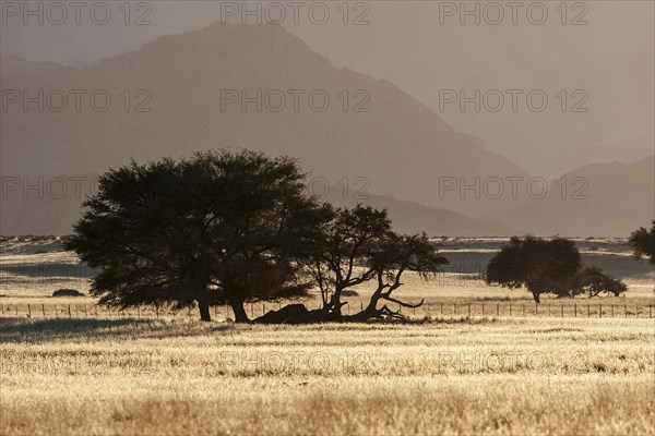 Camel Thorn trees (Vachellia erioloba) in grasslands