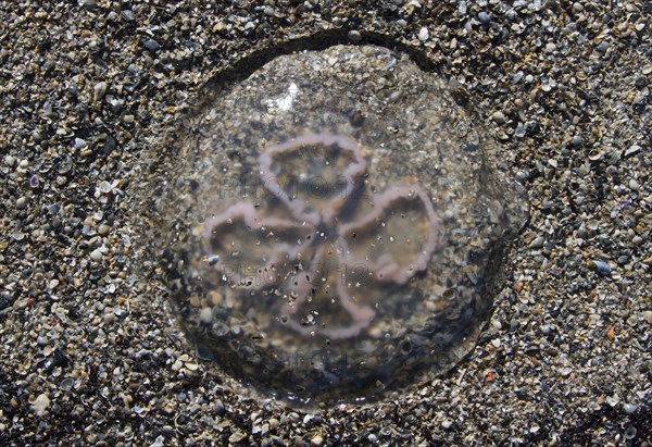 Moon jellyfish (Aurelia aurita) on the beach