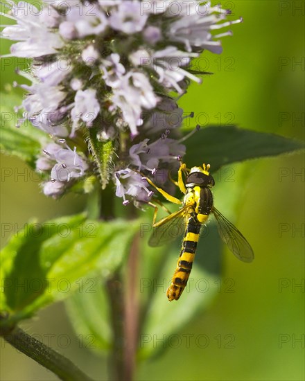 Long hoverfly (Sphaerophoria scripta)