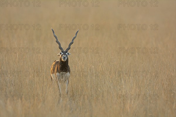 Blackbuck (Antilope cervicapra)