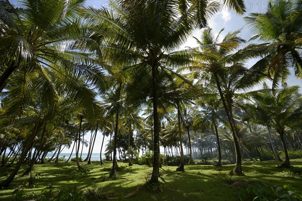 Coconut plantation