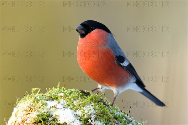 Eurasian bullfinch or (Pyrrhula pyrrhula)