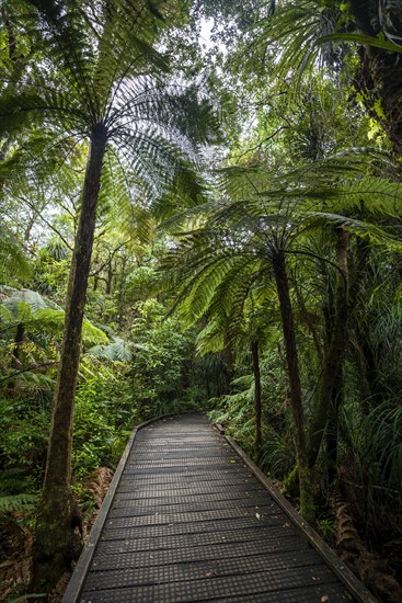 Tree ferns (Cyatheales) next to hiking trail in Kauri Forest