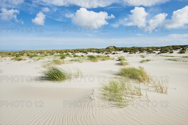 Dune landscape