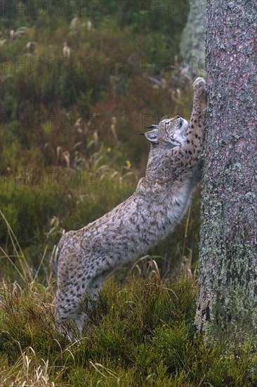 Eurasian lynx (Lynx lynx)