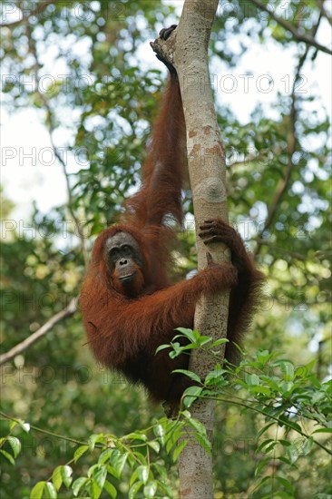 Bornean Orangutan (Pongo pygmaeus)