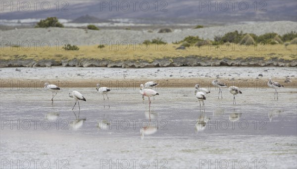 James's flamingo (Phoenicoparrus jamesi)