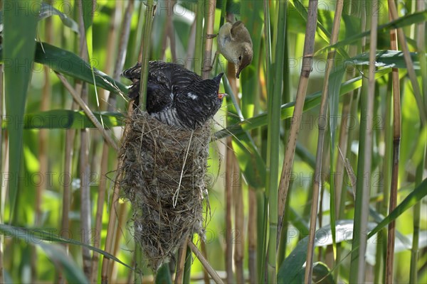 A young Common Cuckoo (Cuculus canorus) is fed by its host