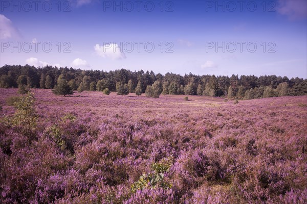 Landscape with flowering Heather (Calluna vulgaris)