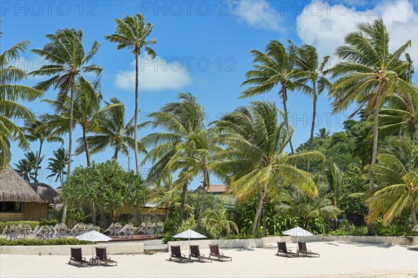 Beach with palm trees