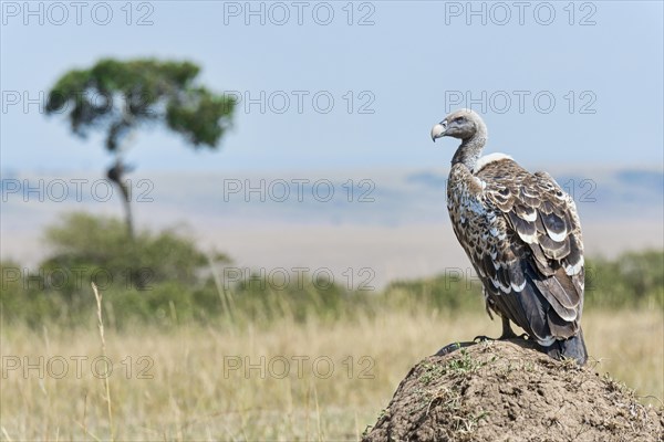 Ruppell's Vulture (Gyps rueppellii)