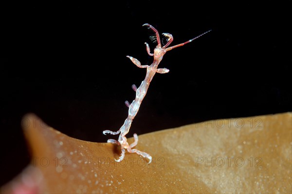 Skeleton Shrimp or Ghost Shrimp (Caprella linearis)