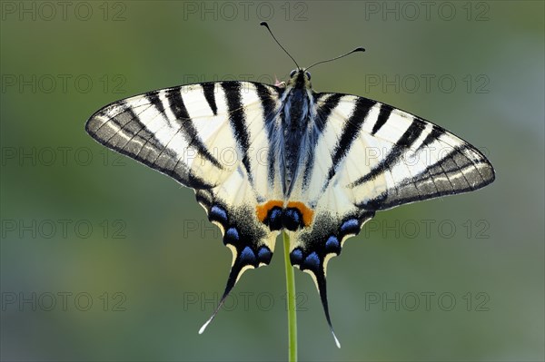 Scarce Swallowtail (Iphiclides podalirius)