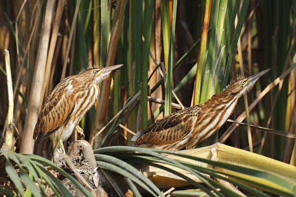 Little Bitterns (Ixobrychus minutus)