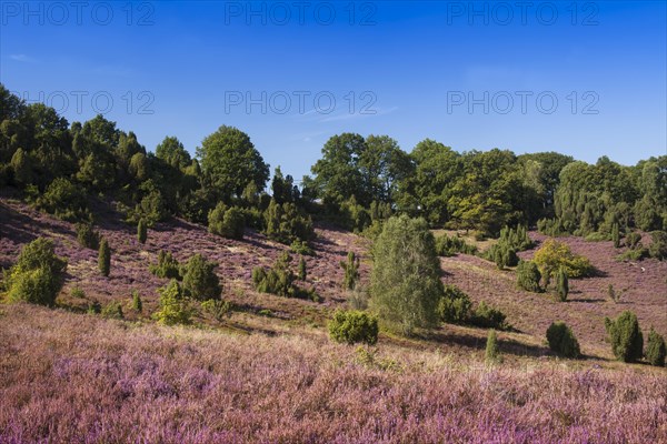 Countryside with flowering Heather (Calluna vulgaris)