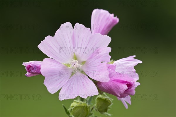 Musk Mallow (Malva moschata)