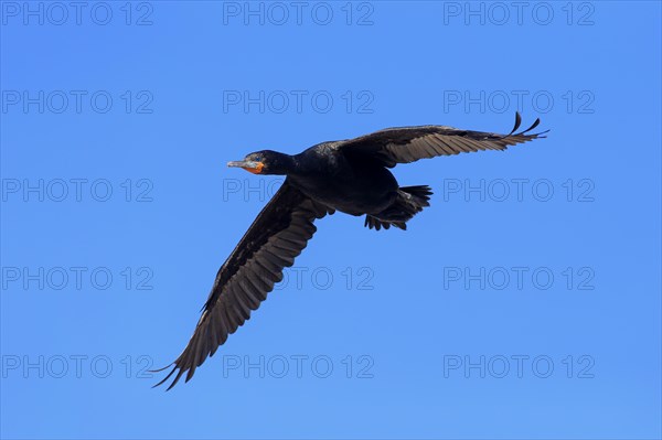 Cape Cormorant (Phalacrocorax capensis)