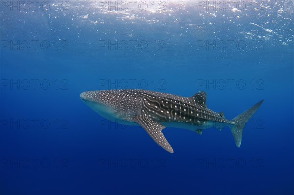 Whale Shark (Rhincodon typus)