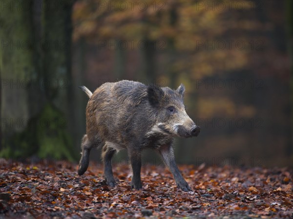 Wild Boar (Sus scrofa)