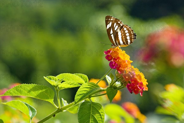 Black and White Brush-footed butterfly (Neptis hylas) on Lantana (Lantana camara)