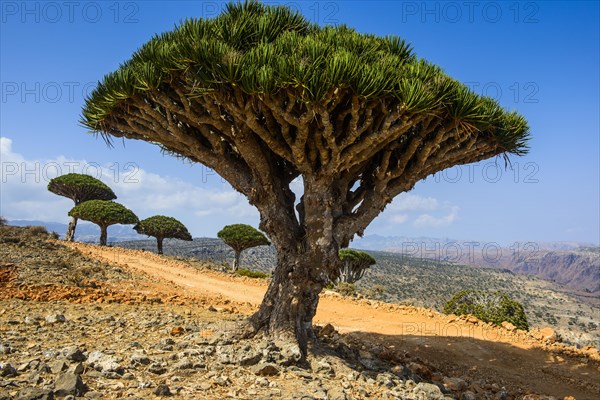 Socotra Dragon Tree or Dragon Blood Tree (Dracaena cinnabari)