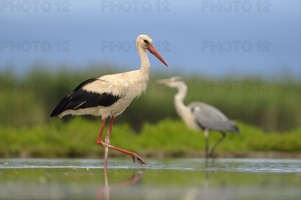 White Stork (Ciconia ciconia) foraging