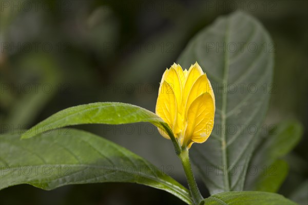 Lollipop Plant or Golden Shrimp Plant (Pachystachys lutea)