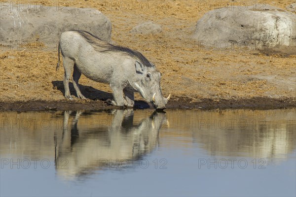 Warthog (Phacochoerus africanus) drinking at a waterhole