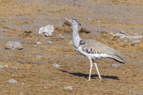 Kori Bustard (Ardeotis kori)