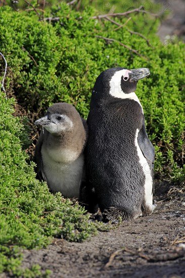 Jackass Penguins or African Penguins (Spheniscus demersus)