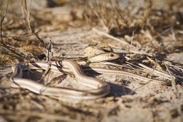 Striped Sand Snake (Psammophis sibilans)